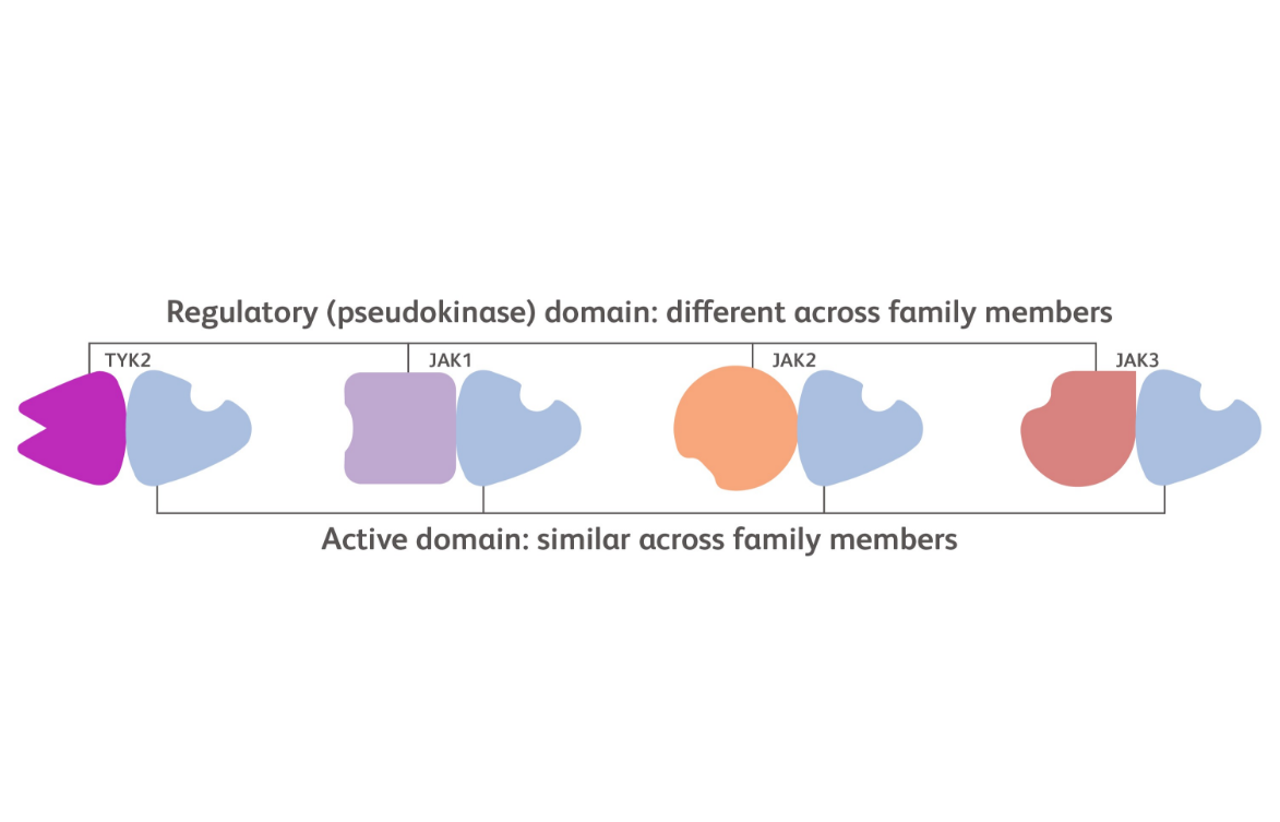 The TYK2 and JAK1/2/3 kinases are STRUCTURALLY different from one another