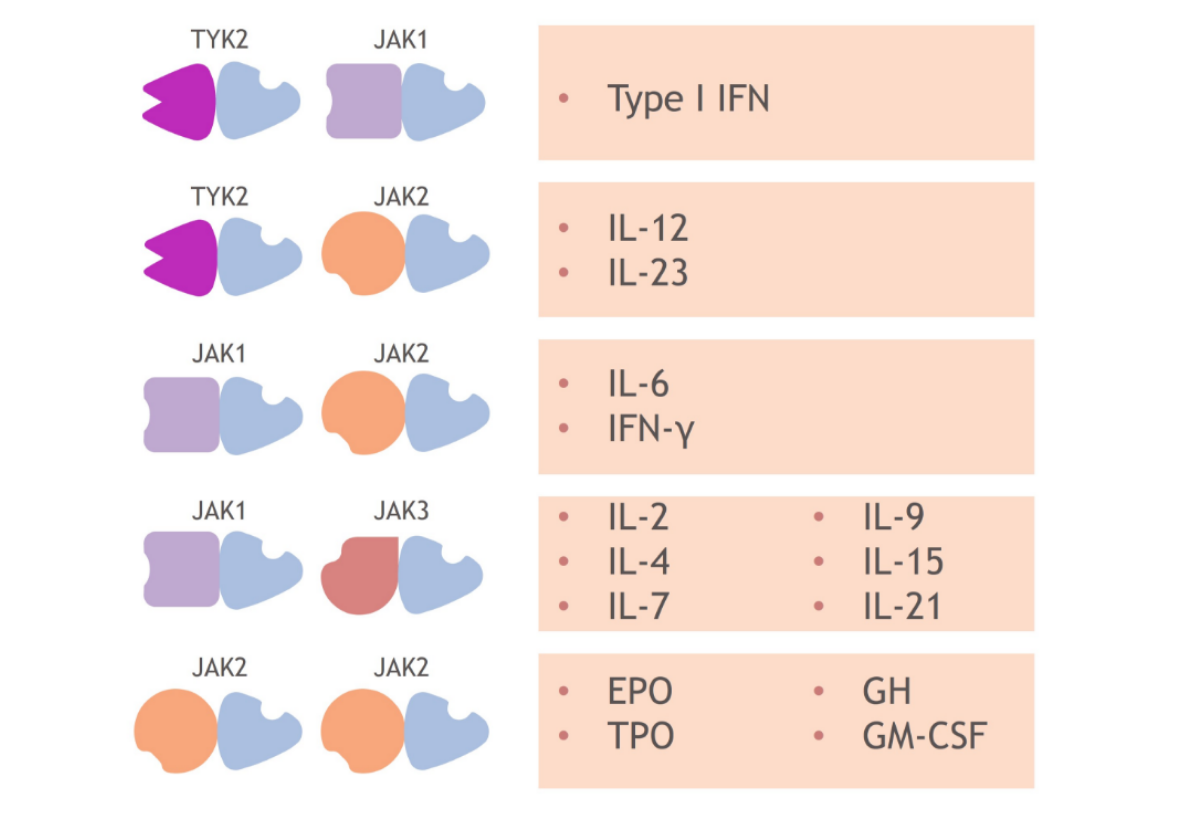 The TYK2 and JAK1/2/3 kinases are FUNCTIONALLY different from one another.