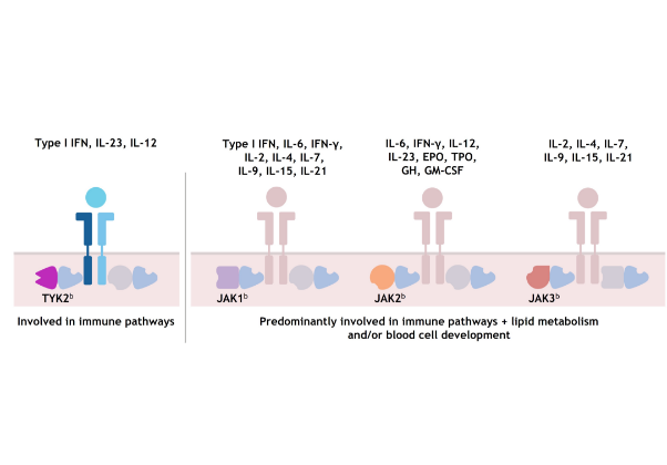 The TYK2 and JAK1/2/3 kinases are FUNCTIONALLY different from one another.