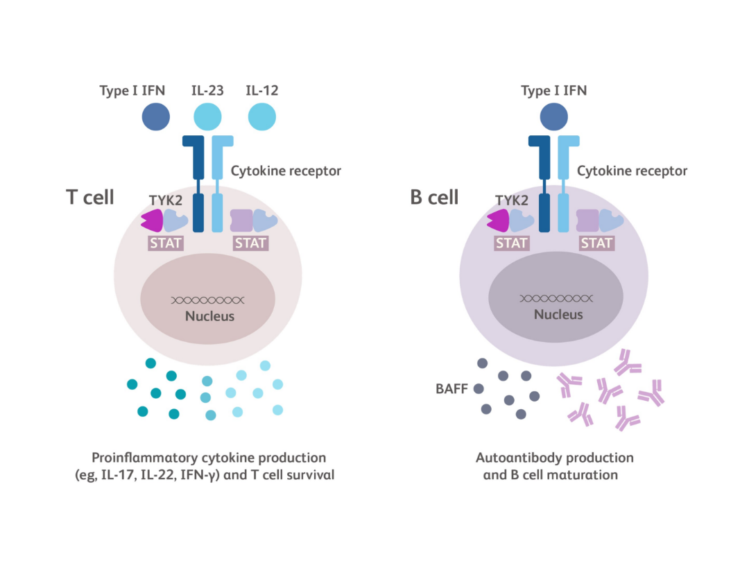 TYK2-mediated signaling in T cells and B cells